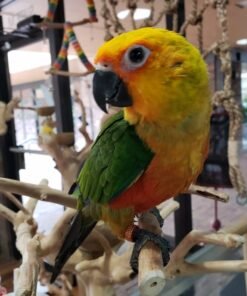 Jenday Conure