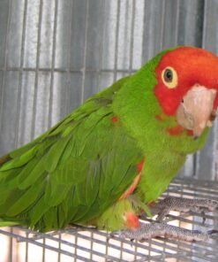 Cherry Headed Conure