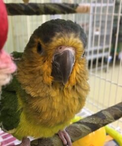 Brown Throated Conure