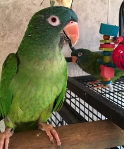 Blue Crowned Conure