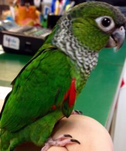 Black Capped Conure