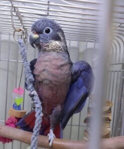 Dusky Pionus