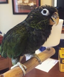 Maximilian’s Pionus