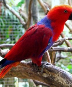 Solomon Island Eclectus