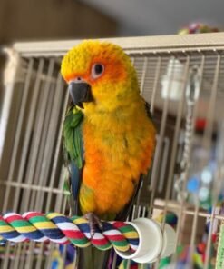 Golden Conure