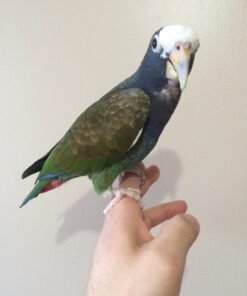 White Capped Pionus
