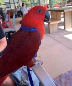 Red Sided Eclectus
