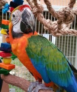 Catalina Macaw