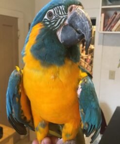 Blue Throated Macaw