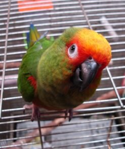 Gold Capped Conure