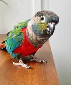 Crimson Bellied Conure