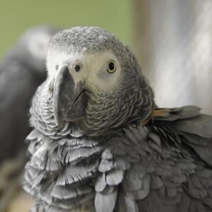 African grey Congo for sale online