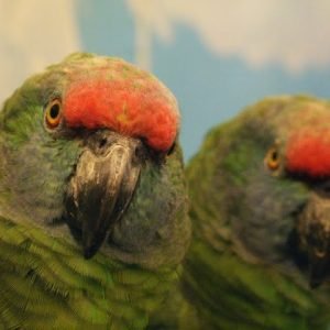 Exotic bird store sacramento photos