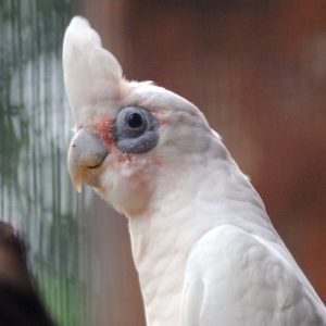 Best exotic bird store sacramento photos near me