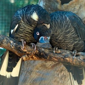 Best exotic bird store sacramento photos near me