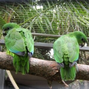 Exotic bird store sacramento photos