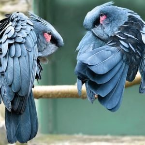 Best exotic bird store sacramento photos near me