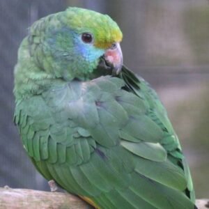 Exotic bird store sacramento photos