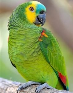 Exotic bird store sacramento photos