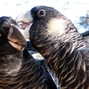 Best exotic bird store sacramento photos near me