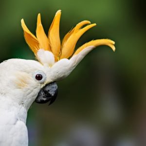 Best exotic bird store sacramento photos near me