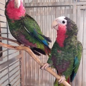 Exotic bird store sacramento photos