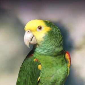Best exotic bird store sacramento photos