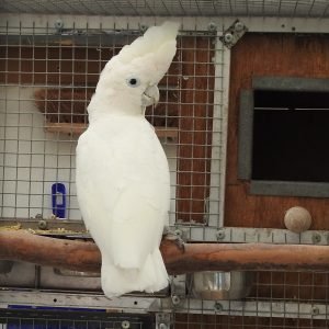 Best exotic bird store sacramento photos near