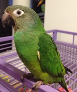 Dusky Headed Conure
