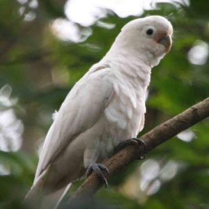 Best exotic bird store sacramento photos near