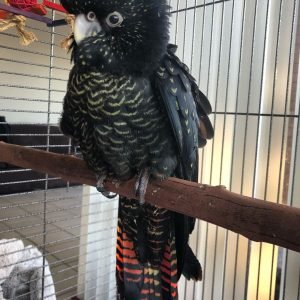 Best exotic bird store sacramento photos near