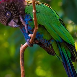 Best exotic bird store sacramento photos