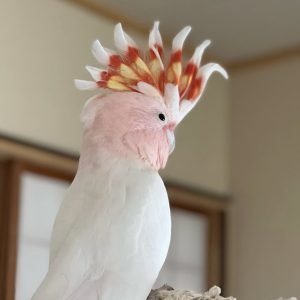 Best exotic bird store sacramento photos near