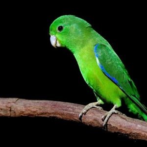 Best exotic bird store sacramento photos