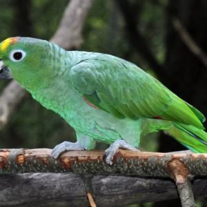 Best exotic bird store sacramento photos
