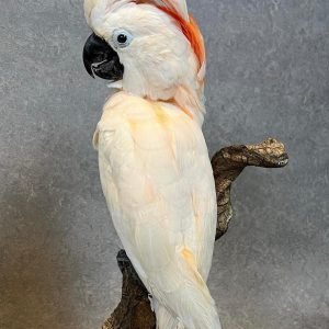 Best exotic bird store sacramento photos near