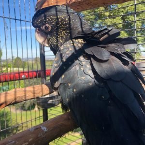 Best exotic bird store sacramento photos near