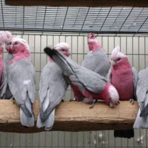 Best exotic bird store sacramento photos near