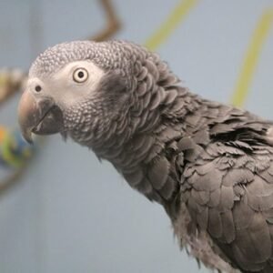 Timneh African Grey Parrot for sale