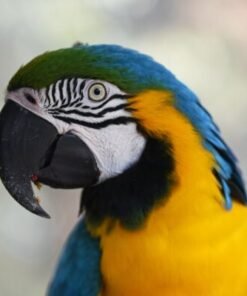 Blue and Gold Macaw