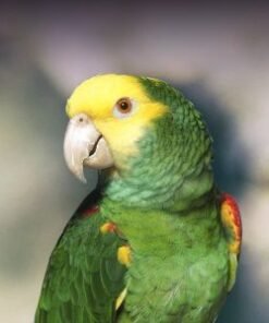 Double Yellow Headed Amazon