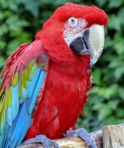 Green Winged Macaw