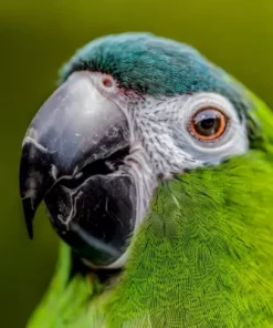 Hahn’s Macaw