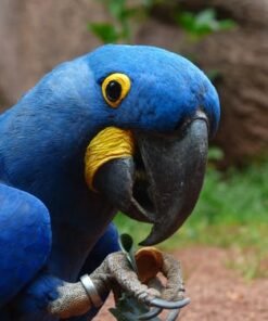Hyacinth Macaw