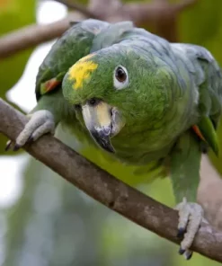 Mealy Amazon