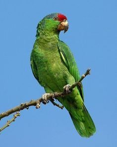 Mexican Red Headed Amazon
