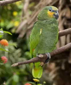 Orange Winged Amazon