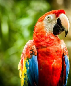 Scarlet Macaw