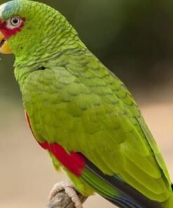 White Fronted Amazon