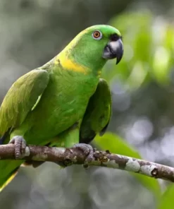 Yellow Naped Amazon